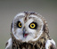 LeHibou's Avatar