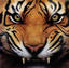 dirty tiger's Avatar