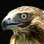 kahuhawk's Avatar