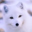 Arctic Fox55's Avatar